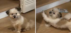 Hearts Melt As Deaf Rescue Dog Demands Same Morning Routine Every Day