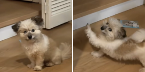 Hearts Melt As Deaf Rescue Dog Demands Same Morning Routine Every Day
