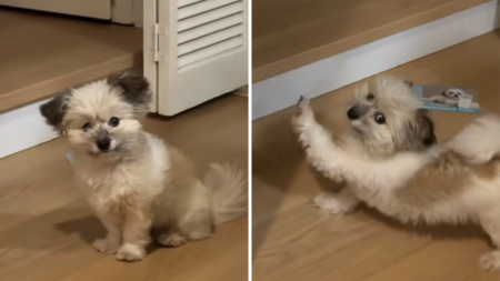 Hearts Melt As Deaf Rescue Dog Demands Same Morning Routine Every Day