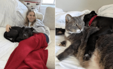 Pup Rescued From Life of Dogfighting Transformed by One Woman and Her Cat