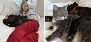 Pup Rescued From Life of Dogfighting Transformed by One Woman and Her Cat