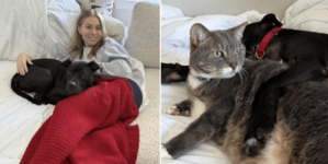 Pup Rescued From Life of Dogfighting Transformed by One Woman and Her Cat