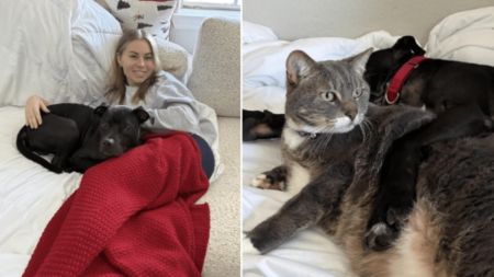 Pup Rescued From Life of Dogfighting Transformed by One Woman and Her Cat