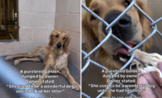 Shelter’s Tears at Owner’s Reason for Dumping ‘Wonderful’ Golden Retriever
