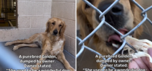 Shelter’s Tears at Owner’s Reason for Dumping ‘Wonderful’ Golden Retriever