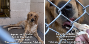 Shelter’s Tears at Owner’s Reason for Dumping ‘Wonderful’ Golden Retriever