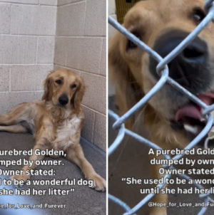 Shelter’s Tears at Owner’s Reason for Dumping ‘Wonderful’ Golden Retriever
