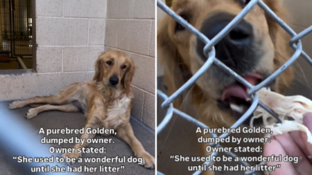 Shelter’s Tears at Owner’s Reason for Dumping ‘Wonderful’ Golden Retriever