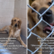 Shelter’s Tears at Owner’s Reason for Dumping ‘Wonderful’ Golden Retriever