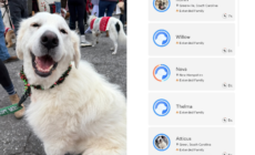 Rescue DNA Tests Great Pyrenees—Fury at Result That Made ‘Stomach Drop’