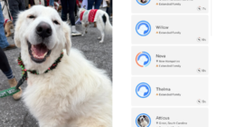 Rescue DNA Tests Great Pyrenees—Fury at Result That Made ‘Stomach Drop’