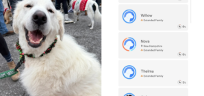 Rescue DNA Tests Great Pyrenees—Fury at Result That Made ‘Stomach Drop’