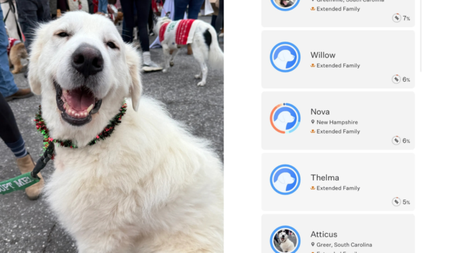 Rescue DNA Tests Great Pyrenees—Fury at Result That Made ‘Stomach Drop’