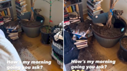 Woman Looks Away for a Moment, Dog Seizes His Opportunity: ‘Send Help’