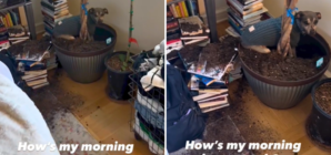 Woman Looks Away for a Moment, Dog Seizes His Opportunity: ‘Send Help’