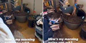 Woman Looks Away for a Moment, Dog Seizes His Opportunity: ‘Send Help’