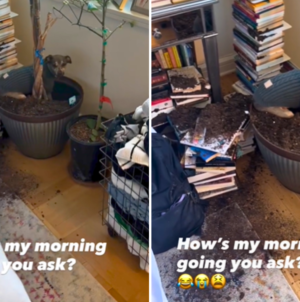 Woman Looks Away for a Moment, Dog Seizes His Opportunity: ‘Send Help’