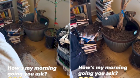 Woman Looks Away for a Moment, Dog Seizes His Opportunity: ‘Send Help’