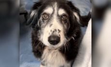 Hearts Break for 14-Year-Old Dog in Overcrowded Shelter After Losing Owner