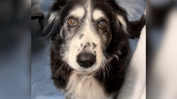 Hearts Break for 14-Year-Old Dog in Overcrowded Shelter After Losing Owner