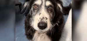 Hearts Break for 14-Year-Old Dog in Overcrowded Shelter After Losing Owner