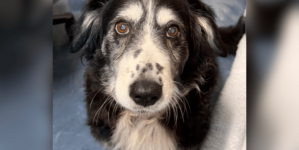 Hearts Break for 14-Year-Old Dog in Overcrowded Shelter After Losing Owner