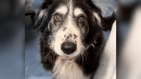 Hearts Break for 14-Year-Old Dog in Overcrowded Shelter After Losing Owner