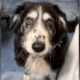 Hearts Break for 14-Year-Old Dog in Overcrowded Shelter After Losing Owner