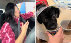Woman Gets Pup Cups for Shelter Dogs—Then Comes Heartwarming Surprise