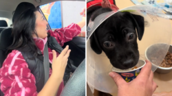 Woman Gets Pup Cups for Shelter Dogs—Then Comes Heartwarming Surprise