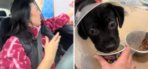 Woman Gets Pup Cups for Shelter Dogs—Then Comes Heartwarming Surprise