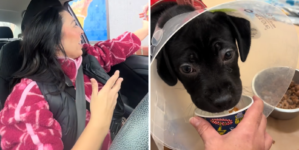 Woman Gets Pup Cups for Shelter Dogs—Then Comes Heartwarming Surprise