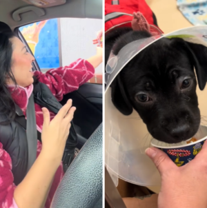 Woman Gets Pup Cups for Shelter Dogs—Then Comes Heartwarming Surprise