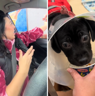 Woman Gets Pup Cups for Shelter Dogs—Then Comes Heartwarming Surprise