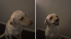 Labrador Runs Away for an Hour, Hysterics Over How She Acts on Return