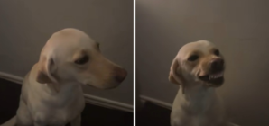 Labrador Runs Away for an Hour, Hysterics Over How She Acts on Return