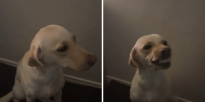 Labrador Runs Away for an Hour, Hysterics Over How She Acts on Return