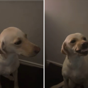 Labrador Runs Away for an Hour, Hysterics Over How She Acts on Return