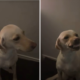 Labrador Runs Away for an Hour, Hysterics Over How She Acts on Return