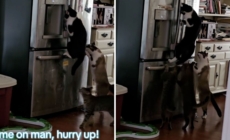 Woman Noticed Food in Fridge Kept Disappearing—So She Set Up Hidden Camera