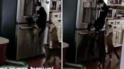 Woman Noticed Food in Fridge Kept Disappearing—So She Set Up Hidden Camera
