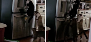 Woman Noticed Food in Fridge Kept Disappearing—So She Set Up Hidden Camera