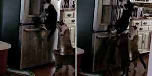 Woman Noticed Food in Fridge Kept Disappearing—So She Set Up Hidden Camera