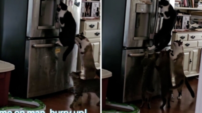 Woman Noticed Food in Fridge Kept Disappearing—So She Set Up Hidden Camera