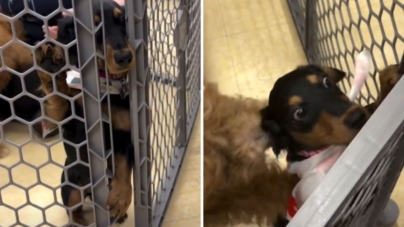 Owners take dachshund puppy to socialization class, it quickly backfires