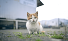 Two Cats Left Behind in Apartment—Tears at Where They Hid To Survive