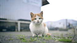 Two Cats Left Behind in Apartment—Tears at Where They Hid To Survive