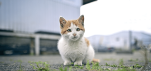 Two Cats Left Behind in Apartment—Tears at Where They Hid To Survive