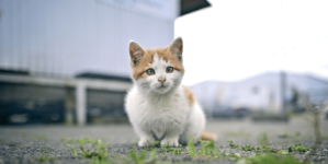Two Cats Left Behind in Apartment—Tears at Where They Hid To Survive