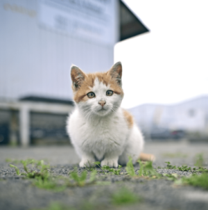 Two Cats Left Behind in Apartment—Tears at Where They Hid To Survive